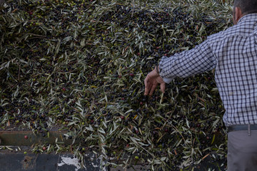 Spanish olive oil process in factory a man is dropping the olives for the beginning of the factory process