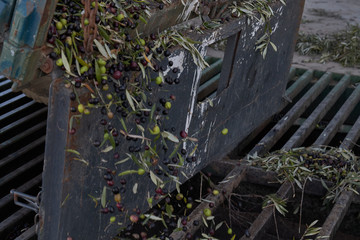 Spanish olive oil process in factory