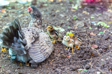 hen is raising the chicks on the farm.
