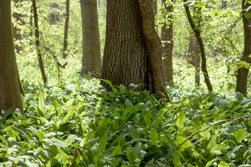 Wild garlic blooming in the springtime forest