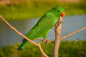 green amazon parrot on branches.