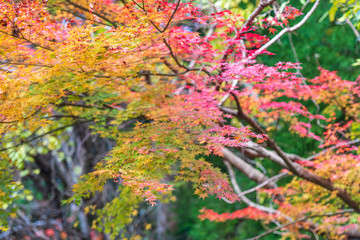 紅葉ロード【福岡県東峰村】