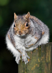 Grey Squirrel