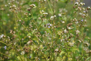 flowers in the garden