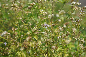 flowers in the garden