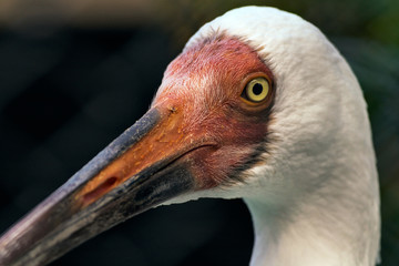ニホンコウノトリ