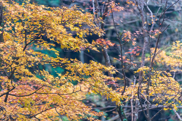 紅葉ロード【福岡県東峰村】