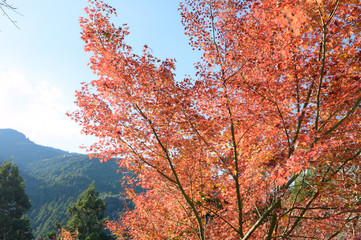Fototapeta premium 紅葉ロード【福岡県東峰村】
