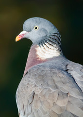 Wood pigeon portrait