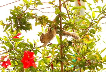 Fototapeta premium squirrel