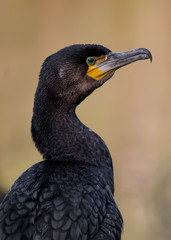 Portrait of a Cormorant