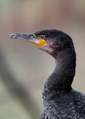 Cormorant portrait