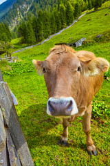 Fototapeta na wymiar Beautiful portrait of an alpine cow in the mountains