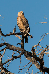 Aigle ravisseur,.Aquila rapax , Tawny Eagle