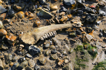 close up of an animal jaw bone washed up on a beech in the UK