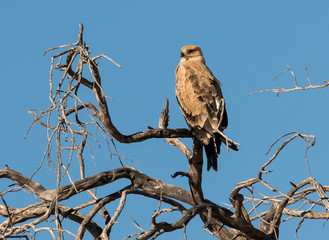 Aigle ravisseur,.Aquila rapax , Tawny Eagle
