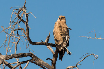 Aigle ravisseur,.Aquila rapax , Tawny Eagle