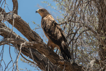 Aigle ravisseur,.Aquila rapax , Tawny Eagle