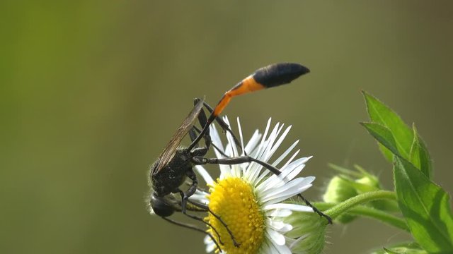Ichneumonidae, Darwin wasps, is parasitoid wasp family within insect order Hymenoptera sitting on daisy-like flower. View macro insect in wildlife