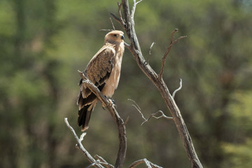Aigle ravisseur,.Aquila rapax , Tawny Eagle