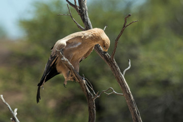 Aigle ravisseur,.Aquila rapax , Tawny Eagle