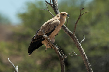 Aigle ravisseur,.Aquila rapax , Tawny Eagle
