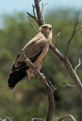 Aigle ravisseur,.Aquila rapax , Tawny Eagle