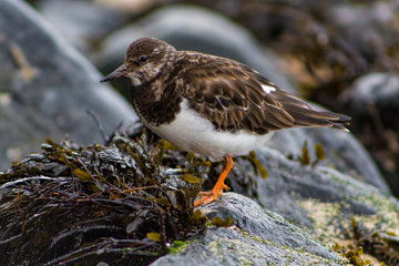 Turnstone on a rock