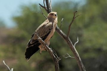 Aigle ravisseur,.Aquila rapax , Tawny Eagle