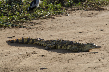 Crocodile du Nil , Crocodylus niloticus, Afrique du Sud