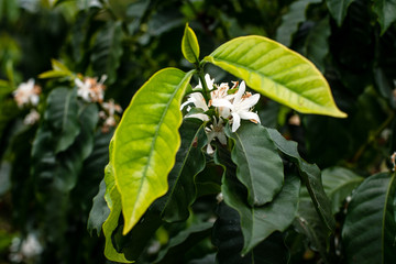 Paisaje Cultural Cafetero, agricultura y campo colombiano, siembra de café y productos agricolas en Chinchiná Caldas Colombia