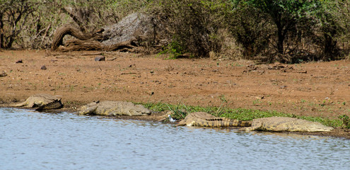 Crocodile du Nil , Crocodylus niloticus, Afrique du Sud