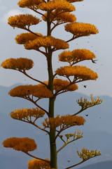 Agawa Shaw'a oraz kolibry i owady © Miroslaw