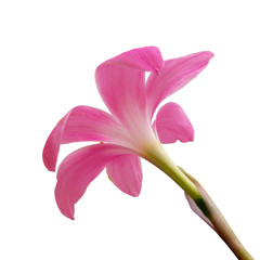 Beautiful pink flower isolated on a white background