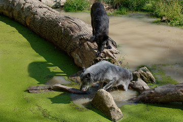 Loups noirs du Yellowstone: 