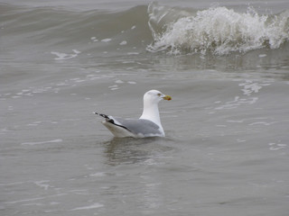 a big seagull swims in the sea and a big wave in the background