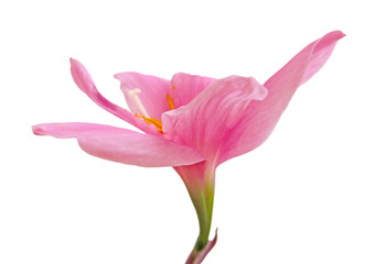 Beautiful pink flower isolated on a white background
