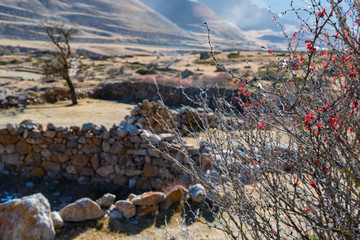 Dry tree in old abandoned balkar village in North Caucasus