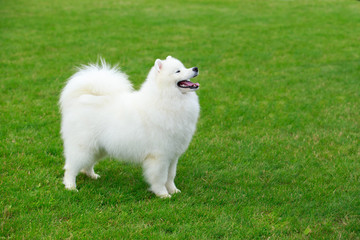 Dog breed Samoyed