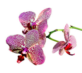 Beautiful pink spotted orchid isolated on a white background