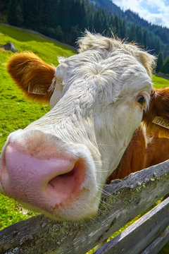 Curious cow would like to lick the hand.