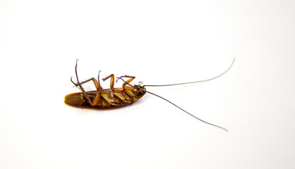Cockroaches lie dead, tip over isolated on white background