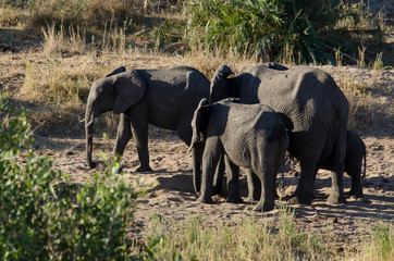 Eléphant d'Afrique, Loxodonta africana, Parc national Kruger, Afrique du Sud