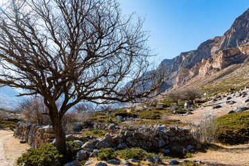 Dry tree in old abandoned balkar village in North Caucasus