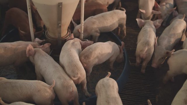 Group of young piglets feeding in a pig pen inside a barn.