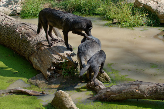 Loups noirs du Yellowstone: "C'te honte mon pauv' .... Te retournes surtout pas ! Et ne refait jamais &ccedil;a devant le gamin: il va le r&eacute;p&eacute;ter dans la tani&egrave;re !.Tes grill&eacute;"