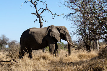 Eléphant d'Afrique, gros porteur, Loxodonta africana, Parc national Kruger, Afrique du Sud