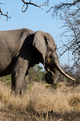Eléphant d'Afrique, gros porteur, Loxodonta africana, Parc national Kruger, Afrique du Sud