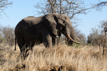 Fototapeta premium Eléphant d'Afrique, gros porteur, Loxodonta africana, Parc national Kruger, Afrique du Sud