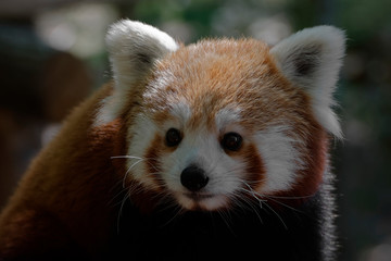 Obraz premium Panda roux